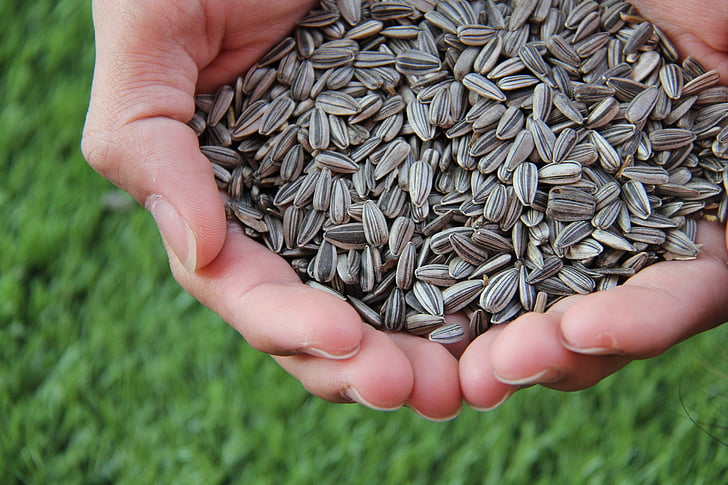 sunflower seed, sunflower, sunflower seeds, food, human Hand, seed, nature
