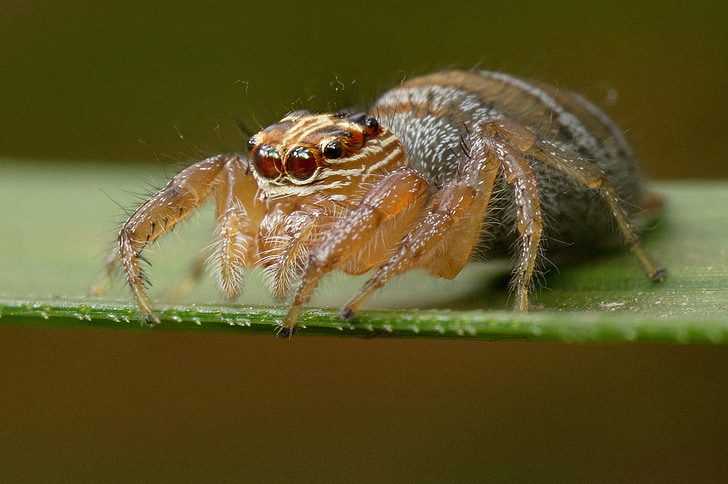 araignée, Madagascar, arachnide, nature, Closeup, animal, faune