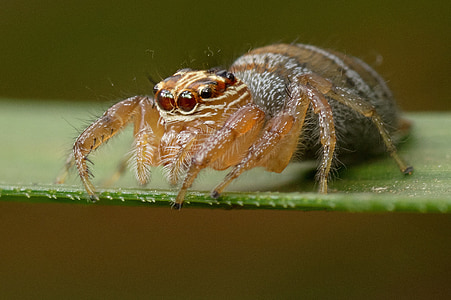 spin, Madagaskar, Arachnid, natuur, Closeup, dier, dieren in het wild