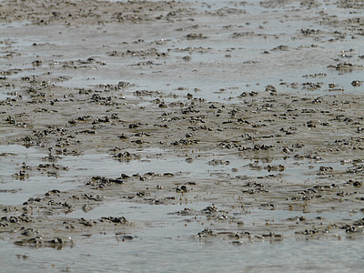 σωρός τύπου worm Watt, Βατ, στη θάλασσα Wadden, Βόρεια θάλασσα, σλικ, Άμμος, νερό