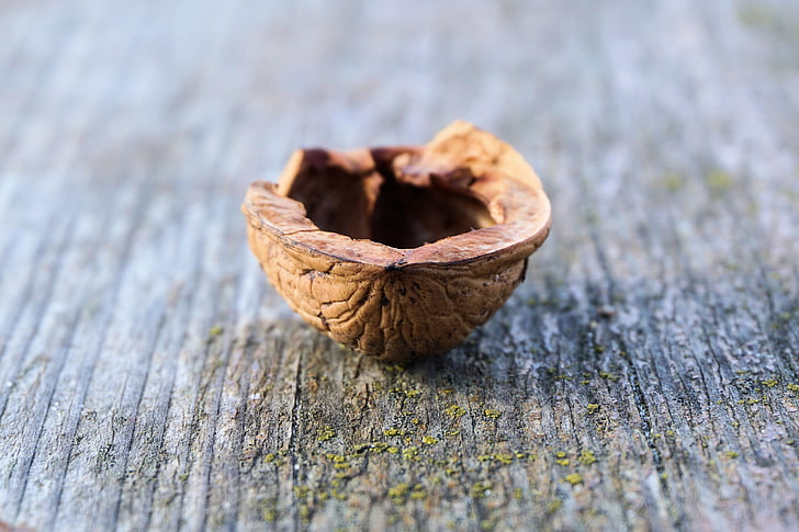 nut, nutshell, walnut, nature, brown, shell, open