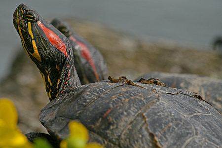 schildpad, rood-eared schuifregelaar, water schildpad, reptielen