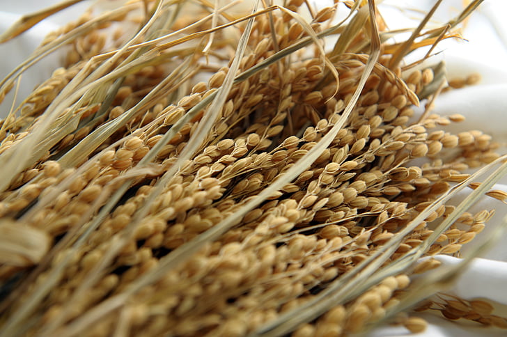 beras dan jagung, beras, berbagai jagung, gandum, Makanan, pertanian, alam