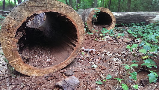 log, hollow, hole, wood, morsch, bark, forest