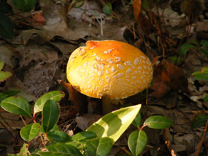 houby, houby, barevné, na podzim, Barva, surový, čerstvé