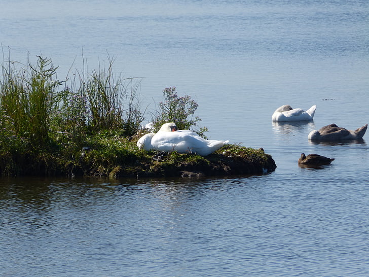 Swan, Østersjøen, geltinger bakshi