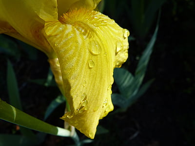 flower, macro, yellow iris, dew drop, garden, light and shade