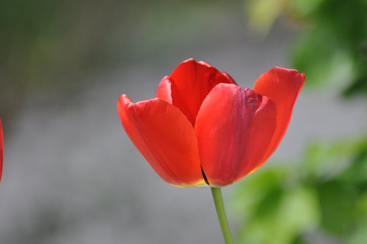 vlčí mák, květ, červená, květ, Bloom, Tulipán, Příroda