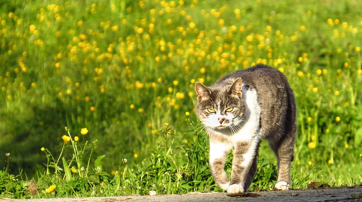 chat domestique, chat, animaux, patron, chef