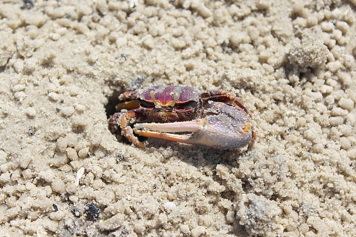 crab, hole, animal, sand, beach, tropical, wildlife