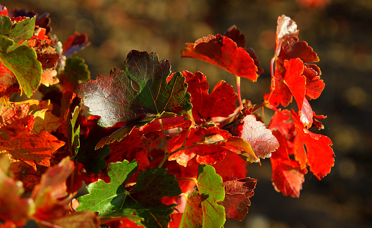 sarkanu un zaļu krāsu un, atstāj, vīnogulāji, rudens, sarkana, zaļa, Leaf