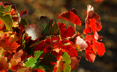 červené a zelené, listy, vinice, podzim, červená, zelená, list