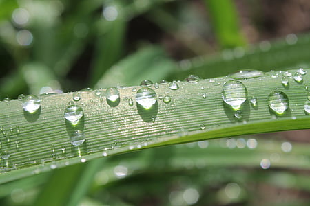 dew, leaf, nature, plant, water drops, drop, raindrop