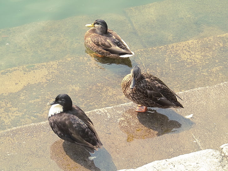 ducks, bank, water, animal, water bird, plumage, waters