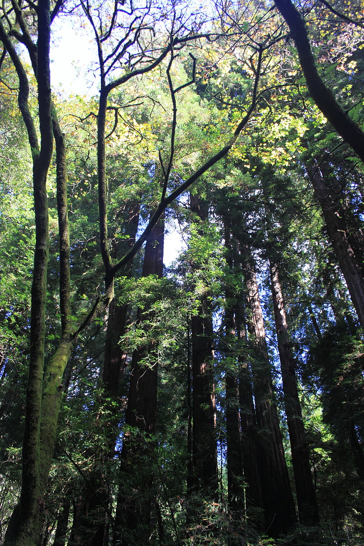 Muir, lesa, dreves, gozd, Park, narave, California