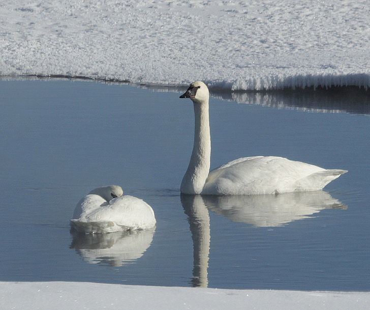 trumpeter swans, swimming, river, water, park, wildlife, birds
