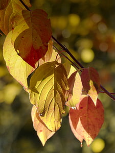 зеленина, жълто, листа, Есен, Есен, природата, едър план