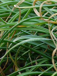 herba, bambú grassedit aquesta pàgina, planta ornamental, planta, jardí, verd