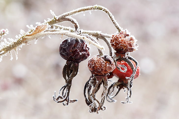 rose hip, rosa canina, plant, winter, frosty, dry, nature