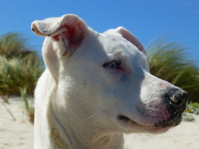 cão, praia, focinho, cabeça, animal de estimação, Costa