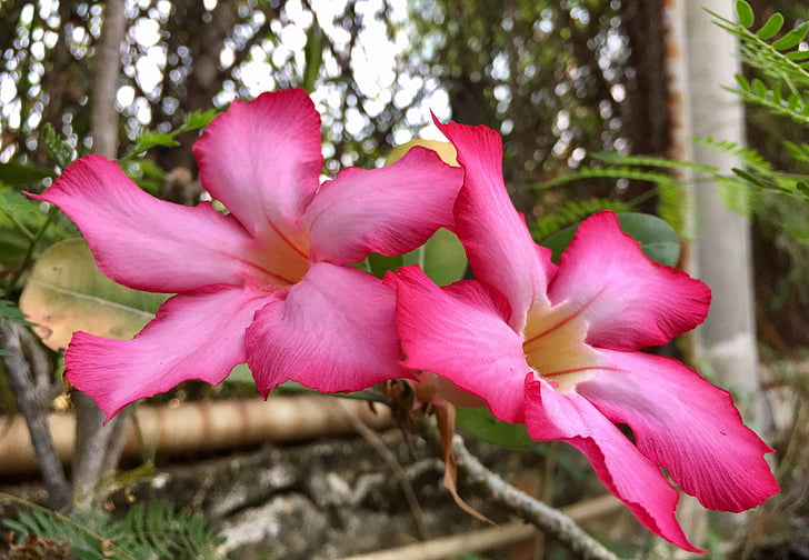 flowers, pink, plant, the pink flowers