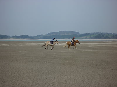 福尔根湖湖, 马, 骑, 自然, 动物