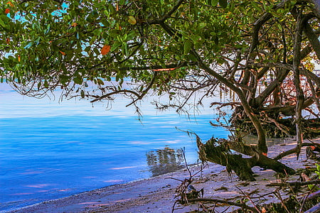 Природа, краєвид, пляж, мангрових, рослинність