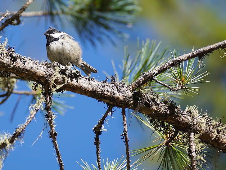 tit, tree, bird, young, animal, forest, nature