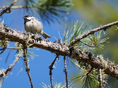 tit, tree, bird, young, animal, forest, nature
