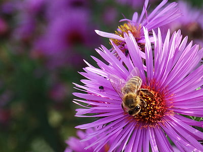 blomma, Bee, sommar, Utomhus, insekt, naturen, pollinering