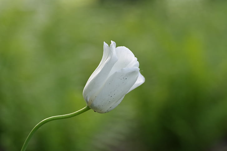 kvet, biela, Tulip, jednotný, Záhrada, jemný, jar