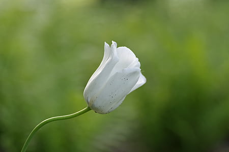 gėlė, balta, tulpė, vieną, sodas, švelnus, pavasarį