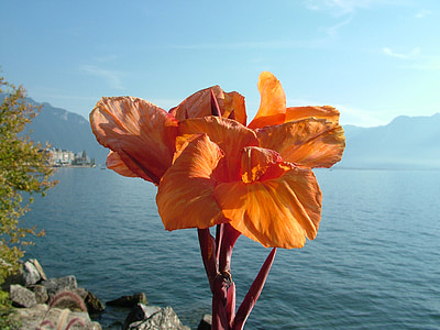 Schweiz, Montreux, Genevesøen, blomst, efterår, natur, søen
