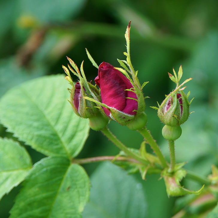 Rosebud, color de rosa, Bud, flor, jóvenes, primavera, insectos