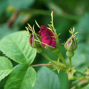 Rosebud, naik, Bud, bunga, muda, musim semi, serangga