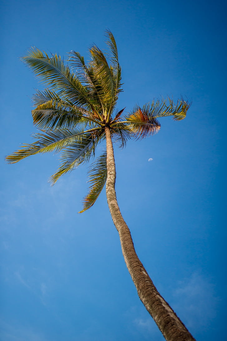 kokoso, medis, dangus, mėlyna, aukštas, atogrąžų, palmė