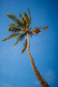 Hindistan cevizi, ağaç, gökyüzü, mavi, uzun boylu, tropikal, palmiye ağacı