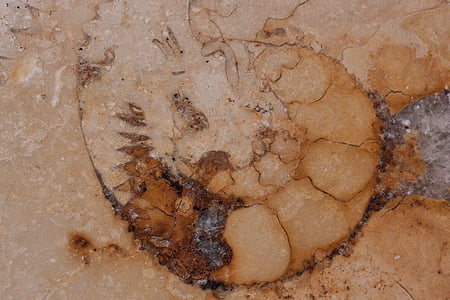 petrifikace, fosilní nautilus, fosilní, desky vápenec Solnhofen, vápenec, Jura, leštěný povrch