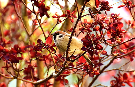 Sparrow, oiseau, petit oiseau, plumage, animal, moineaux, nature