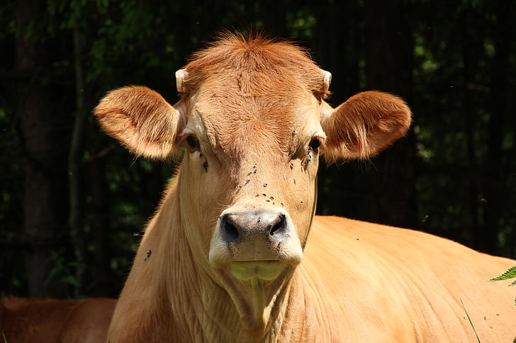 vaques, musell, carn de boví, peu, les pastures, Remugant, fotografia de la natura