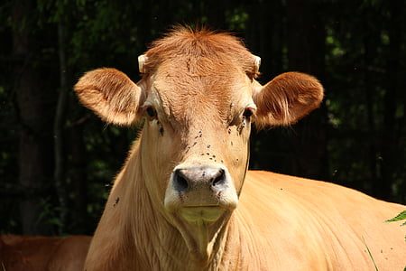vaches, museau, viande bovine, pied, pâturage, ruminant, photographie de la faune