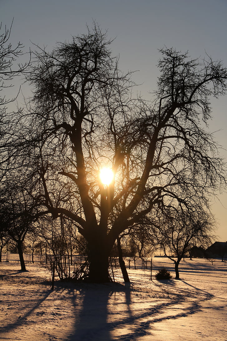 pere, copac, soare, abendstimmung, zăpadă
