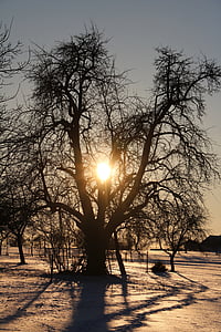 Hruška, strom, slnko, reflexie, sneh