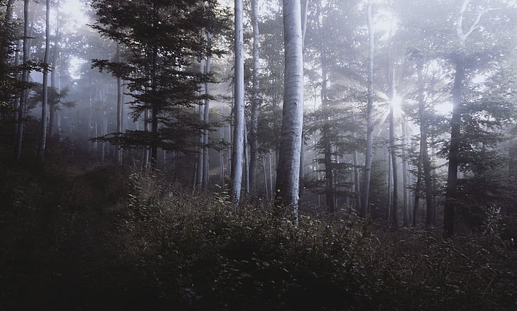 Silhouette, Foto, Wald, bedeckt, Nebel, Baum, Holz