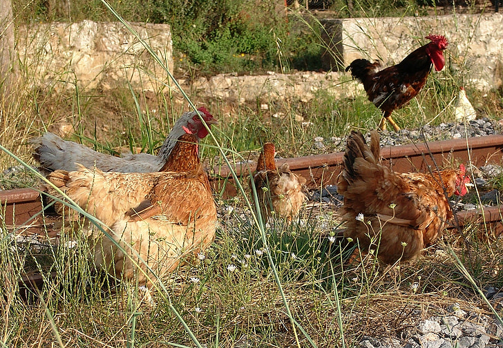 pollos, funcionamiento, granero, forrajeo, Peck, aves de corral
