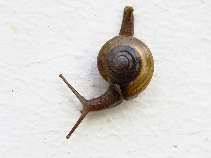 snail, cute, close up