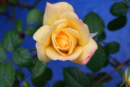 květ, růže, žlutá, světlé, Rosa