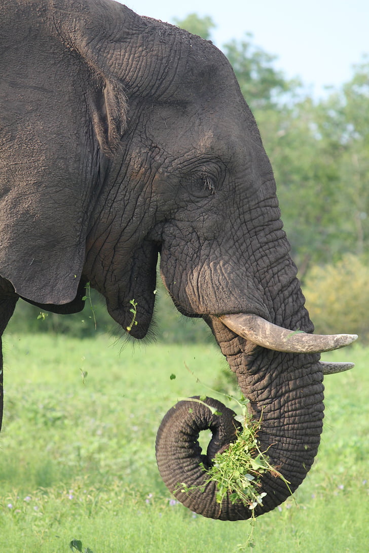 Elefant, Afrika, Tierwelt, Safari, Natur, Wild, Säugetier