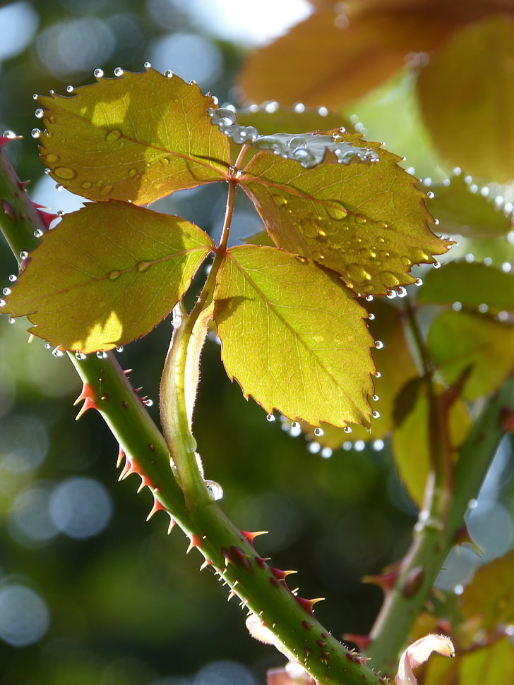 leaves, rosebush, drops, rocio, translucent, light kit, after rain