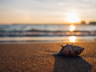 shell, beach, seaside, and, sea shell, summer, vacation